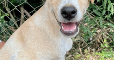 Shopping PÁTIO HIGIENÓPOLIS promove Feira de Adoção de Pets