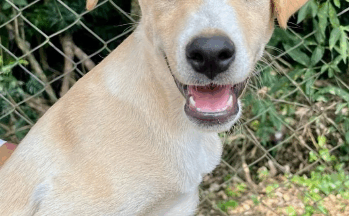 Shopping PÁTIO HIGIENÓPOLIS promove Feira de Adoção de Pets